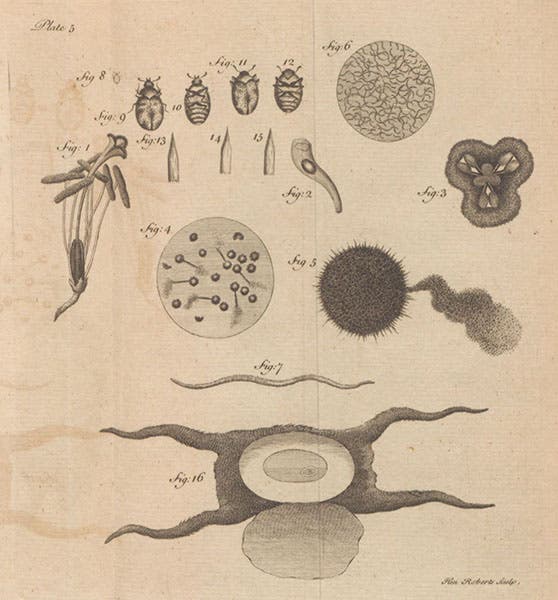 Stamens, pistils, and beetles, An Account of Some New Microscopical Discoveries, by John Turberville Needham, plate 5, 1745 (Linda Hall Library)