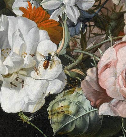 Detail of Still Life of Flowers (our third image), by Rachel Ruysch, 1695, private collection, Web Galley of Art (wga.hu)