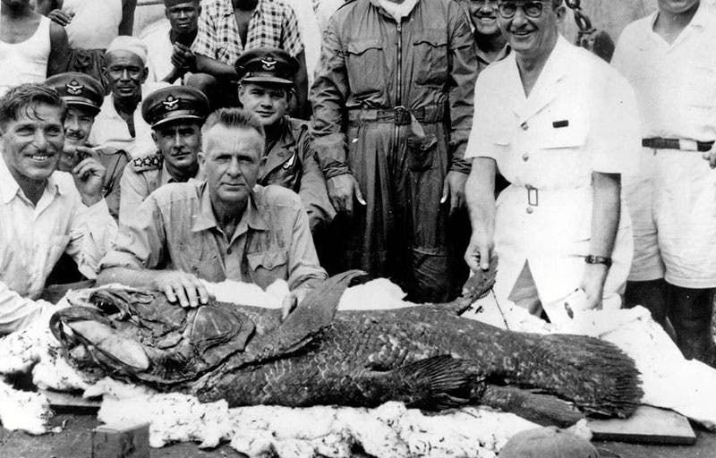 The second coelacanth ever caught, in December 1952, with J.L.B. Smith front and center, surrounded by the crew and the military personnel who flew Smith to the Comoro Islands on short notice, photograph taken Dec. 29, 1952, reprinted in Mail & Guardian, South Africa (mg.co.za)