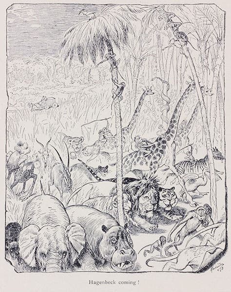 “Hagenbeck coming!”, cartoon in Beasts and Men, being Carl Hagenbeck's Experiences for Half a Century among Wild Animals, by Carl Hagenbeck, p. 64, 1909 (Linda Hall Library)