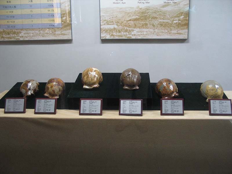 Six replicas of Sinanthropus (now Homo erectus) skullcaps on display at the Zhoukoudian Museum; I believe that the two on the left are replicas of the first two specimens found by Pei and Black in 1929 (Wikimedia commons)