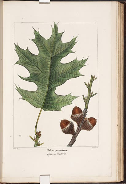 Black Oak, Quercus tinctoria, hand-colored engraving by Pancrace Bessa, The North American Sylva: or, A Description of the Forest Trees of the United States, Canada, and Nova Scotia, by François-André Michaux, vol. 1, plate 24, 1865 (The Linda Hall)