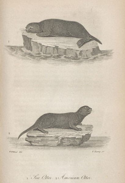 Sea otter and American otter, engraving after drawings by William W. Wood, American Natural History, by John Godman, vol. 2, 1831 (Linda Hall Library)