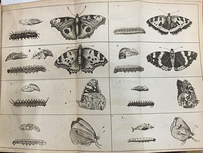 Butterflies, engraving, Johannes Goedaert, De insectis, translation by Martin Lister, 1685, plate 12 (Linda Hall Library; photo by the author).