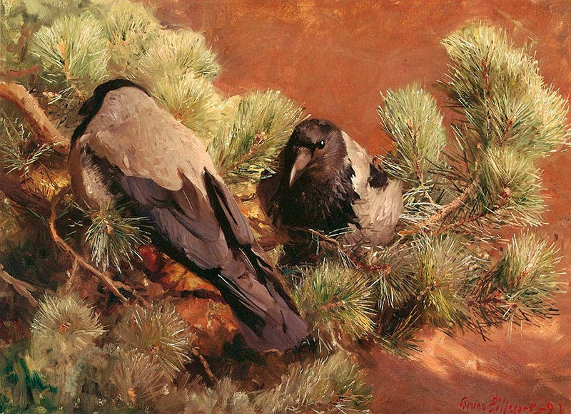 Hooded Crows, oil on canvas, by Bruno Liljefors, Gothenburg Art Museum, 1891 (Wikimedia commons)