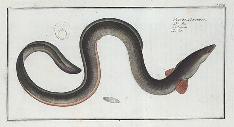 The European eel (here Muraena anguilla, now Anguilla anguilla), hand-colored engraving, in Ichtylogie, ou Histoire naturelle: génerale et particuliére des poissons, by Marcus E. Bloch, vol. 3, 1786, New York Public Library (digitalcollections.nypl.org)