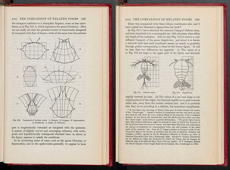 Graphical deformation producing an assortment of crab carapaces, left, and two copepods, right, from Thompson, On Growth and Form, 1945 (Linda Hall Library)