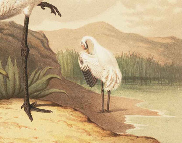Detail of fifth image, American crane, chromolithograph (Linda Hall Library)