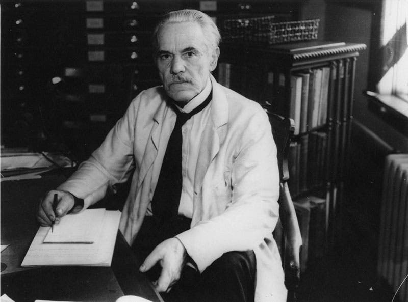 Portrait of an older Aleš Hrdlickǎ in his office at the National Museum, ca 1930 (Wikimedia commons)