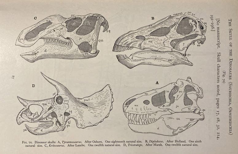 Four dinosaur skulls: A Tyrannosaurus, B Diplodocus, C Kritosaurus, D Triceratops, drawing by Samuel Wendell Williston after original publications by others, in his The Osteology of the Reptiles, ed. by William King Gregory, 1925 (Linda Hall Library)