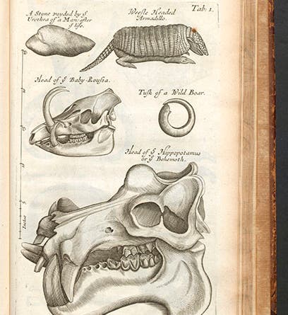 A bladderstone, armadillo, babirusa skull, and a hippopotamus skull from the Royal Society Repository, engraved plate, from Nehemiah Grew, <i>Musaeum regalis societatis</i>, 1681 (Linda Hall Library)