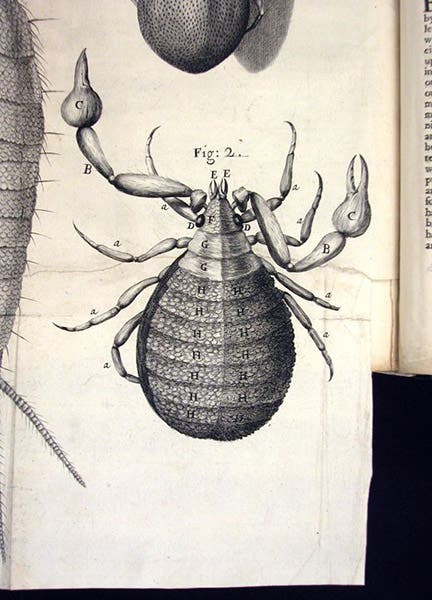 Tick, detail of engraving, scheme 33, Robert Hooke, Micrographia, 1665 (Linda Hall Library)