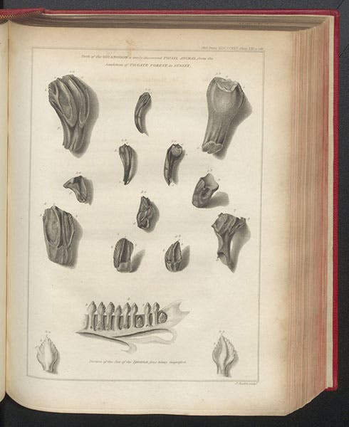 Iguanodon teeth, engraving for article by Gideon Mantell, Philosophical Transactions of the Royal Society of London, vol. 115, 1825 (Linda Hall Library)