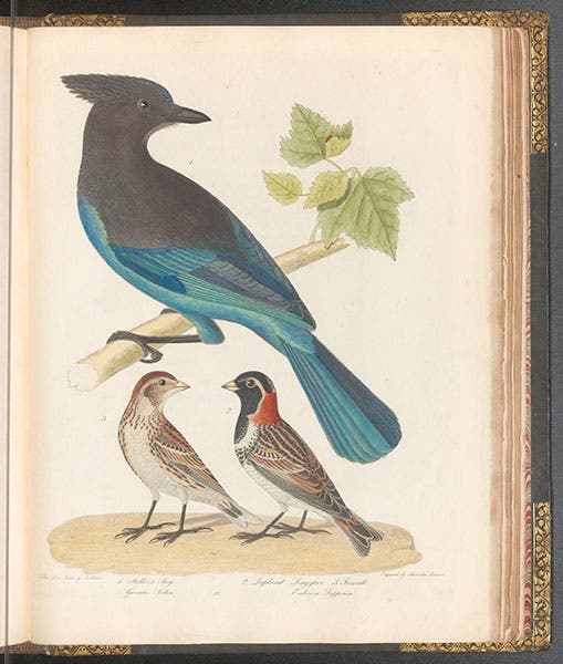 Steller’s jay, and a male and female Lapland longspur, hand-colored engraving by Alexander Lawson after drawing “from nature” by Alexander Rider, in  American Ornithology, by Charles-Lucien Bonaparte, vol. 2, 1828 (Linda Hall Library)