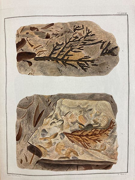 Sedimentary slabs with fossil plants and shells, hand-colored engraving, Kaspar Maria von Sternberg, Versuch der Flora der Vorwelt, 1820 (Linda Hall Library)