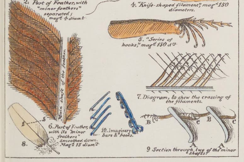 Detail showing the structure of a feather, hand-colored lithograph, Sketches with the Microscope: In a Letter to a Friend, by Mary Ward, plate 10, p. 26, 1857 (Linda Hall Library)