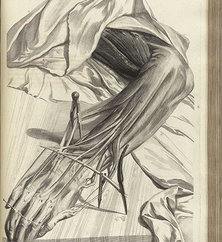 Dissected hand and forearm showing the tendons, engraved plate no. 70, after Gerard de Lairesse, in Govard Bidloo, <i>Ontleding des menschelyken lichaams</i>, 1690 (National Library of Medicine)