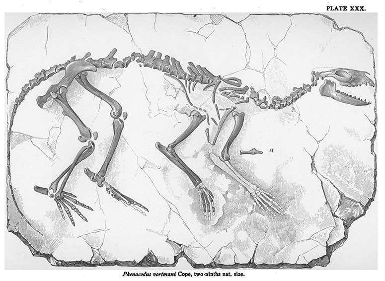 Fossil skeleton of Phenacodus vortmani, a primitive Eocene ungulate, found by Jacob L. Wortman and named and described by Edward D. Cope, American Naturalist, vol 18, 1884 (Linda Hall Library)