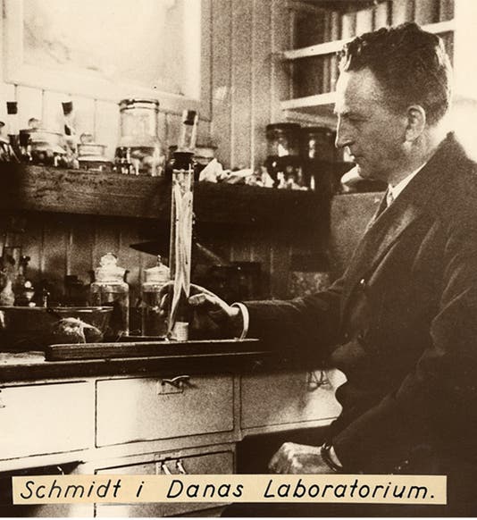 Johannes Schmidt in his lab onboard the Dana, undated photograph, Carlsberg archives (embrc.eu)