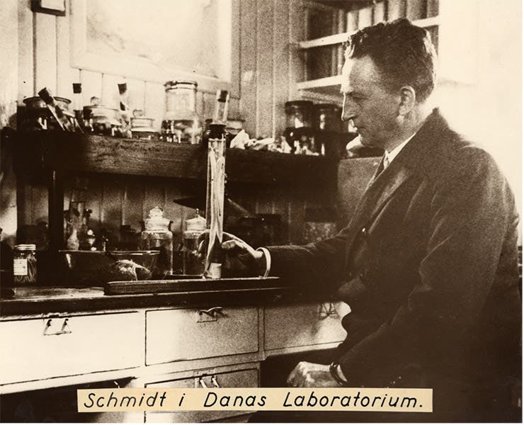 Johannes Schmidt in his lab onboard the Dana, undated photograph, Carlsberg archives (embrc.eu)