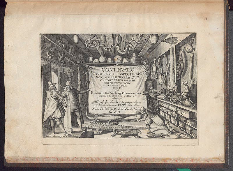 Titlepage engraving, Basil Besler, Continuatio rariorum, 1622 (Linda Hall Library)