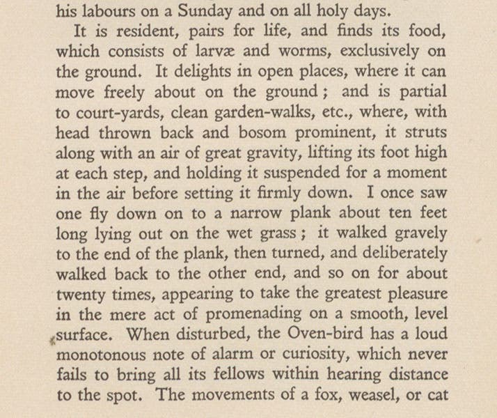 Passage describing a red oven-bird, William Henry Hudson, The Birds of La Plata, vol. 1, 1920 (Linda Hall Library)