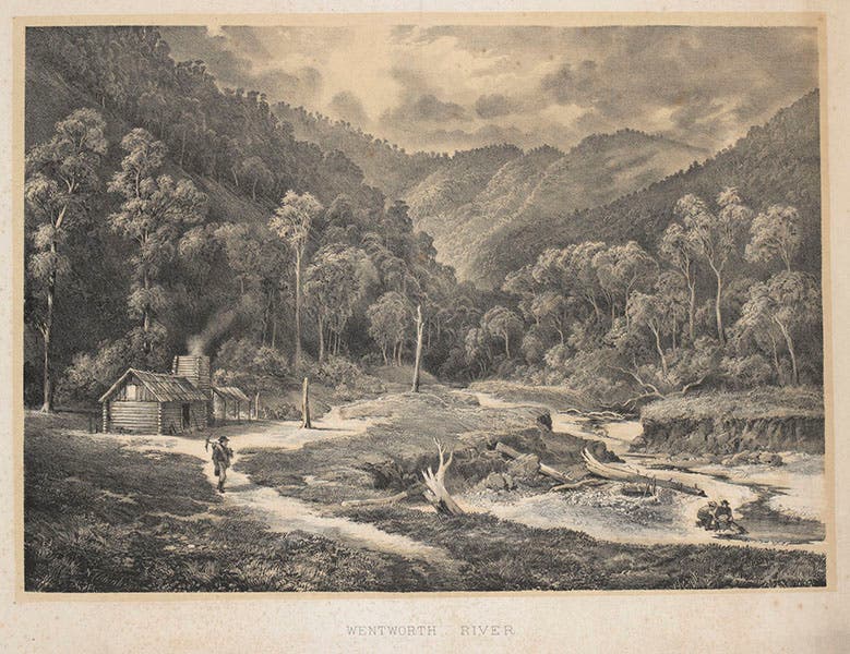 "Wentworth River," tinted lithograph, by Nicholas Chevalier, 1865, State Library of Victoria (slv.vic.gov.au)