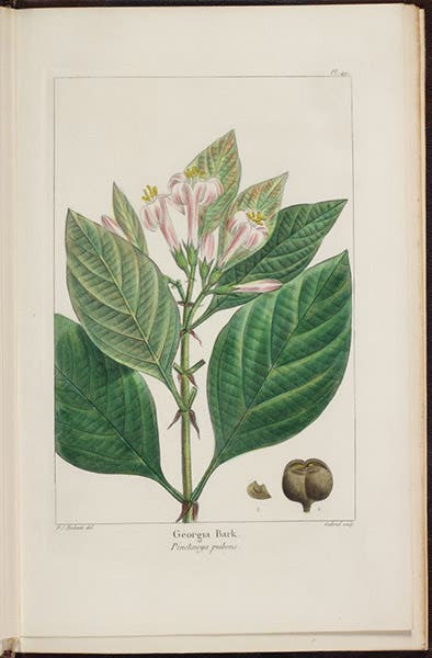 Georgia Bark, Pinckneya pubens, hand-colored engraving by P.-J. Redouté, The North American Sylva: or, A Description of the Forest Trees of the United States, Canada, and Nova Scotia, by François-André Michaux, vol. 1, plate 49, 1865 (The Linda Hall)