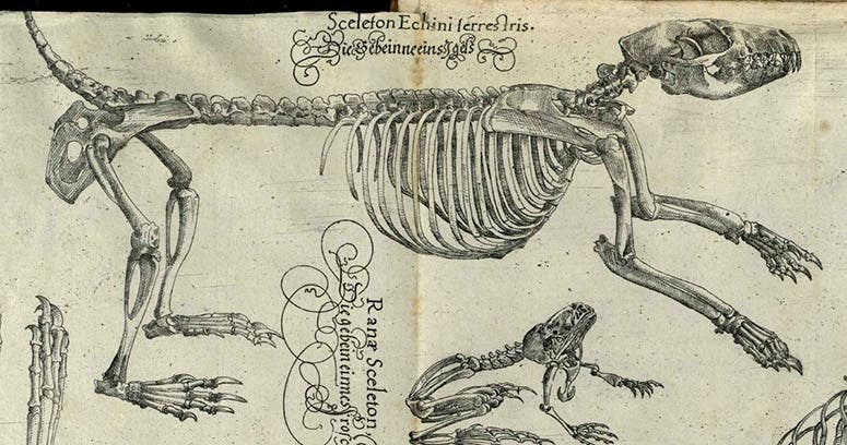 The skeleton of a hedgehog (echinus), detail of fourth image, in Lectiones Gabrielis Fallopii de partibus similaribus humani corporis, by Volcher Coiter, plate 2, 1575, unknown copy (Wikimedia commons)