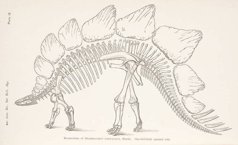 Stegosaurus restoration by Marsh, 1891 (Linda Hall Library)