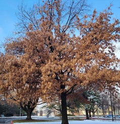 Scarlet Oak winter