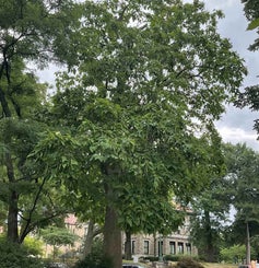 Common Catalpa summer