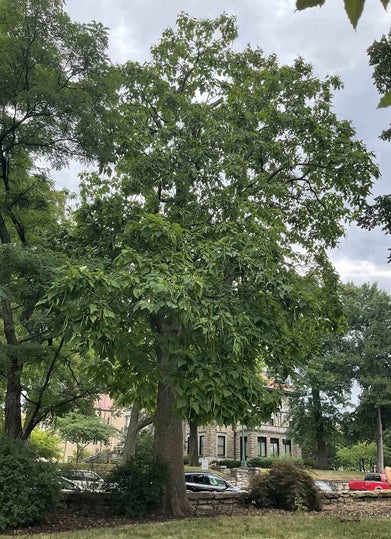 Common Catalpa summer