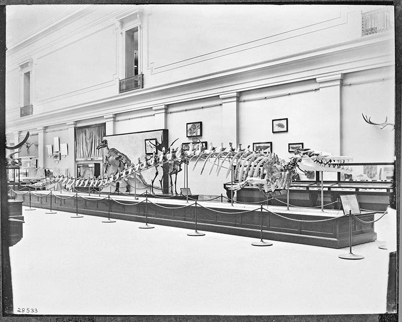 Basilosaurus skeleton on display in National Museum of Natural History, 1912, from the Smithsonian Institution
