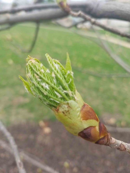 Yellow Buckeye leaf bud