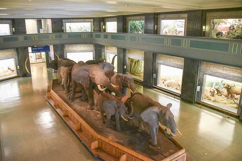 Elephants on the move, group mount by Carl Akeley, recent photograph, Akeley Hall, American Museum of Natural History, New York City (Wikimedia commons)