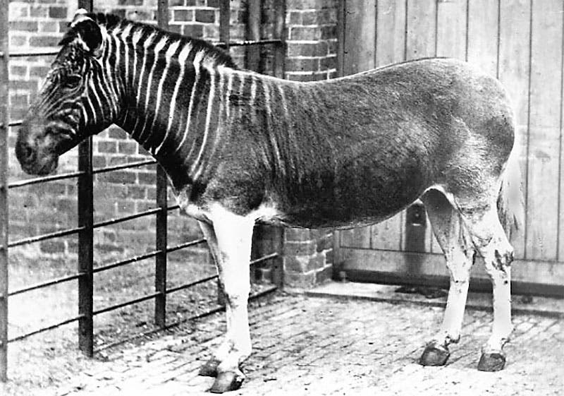 One of the last surviving quaggas, Regent’s Zoo, London, photograph, 1870 (Wikimedia commons)