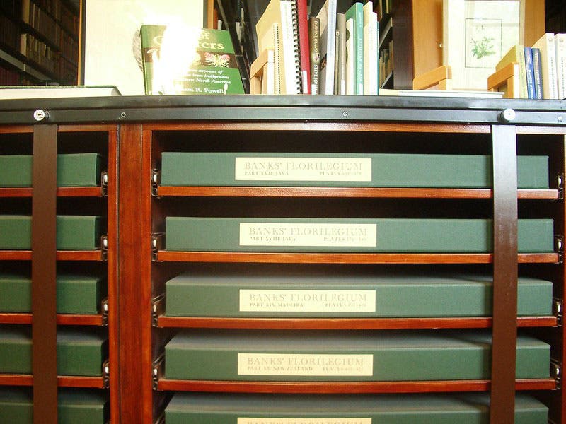 A portion of the 34-volume Banks’ Florilegium, as shelved at Kew Gardens, London (Mike Kuniavsky on flickr)