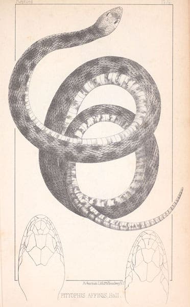 Gopher snake, engraving after a sketch by Richard Kern, Report on the Natural History,” by Samuel W. Woodhouse, in Report of an Expedition down the Zuni and Colorado Rivers, by Lorenzo Sitgreaves, Reptiles plate 11, 1854 (Linda Hall Library)