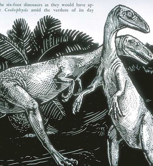 Pair of Coelophysis as they might have appeared in life, woodcut after drawing by Margaret Colbert, "Little Dinosaurs of Ghost Ranch," by Edwin H. Colbert, Natural History, vol. 56, p. 392, 1947 (Linda Hall Library)