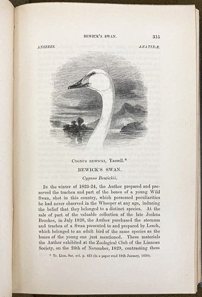 The distinctive head of Bewick’s swan, wood engraving, William Yarrell, History of British Birds, 4th ed., vol. 4, 1871-85 (Linda Hall Library)