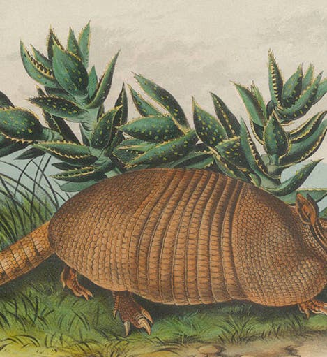 “Nine-banded Armadillo,” hand-colored lithograph by John Woodhouse Audubon and William E. Hitchcock, in John James Audubon and John Bachman, <i>Quadrupeds of North America</i>, 1849-54 (Linda Hall Library)