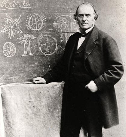 Portrait of Louis Agassiz, photograph, 1870 (neh.gov)