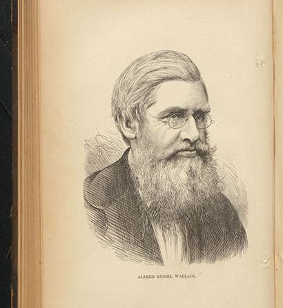 Portrait of Alfred Russel Wallace, wood engraving, Popular Science Monthly, vol. 11, 1877 (Linda Hall Library)