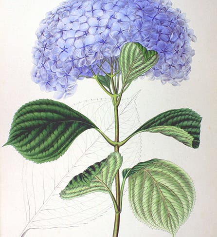Bigleaf Hydrangea, from <i>Flora Japonica</i>, 1835-70 (Wikimedia Commons)