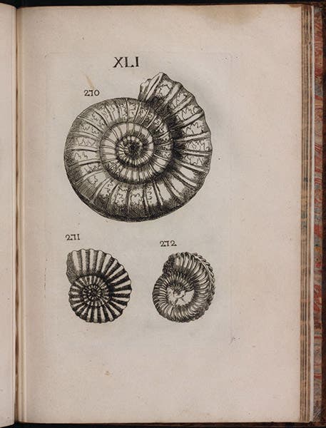 Fossil ammonites, Traité des petrifications, by Louis Bourguet, plate 41, 1742 (Linda Hall Library)