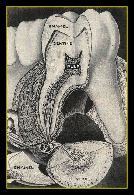 Root canal identified and labelled by Henry Vandyke Carter, woodcut for Henry Gray, Anatomy, Descriptive and Surgical, 1858