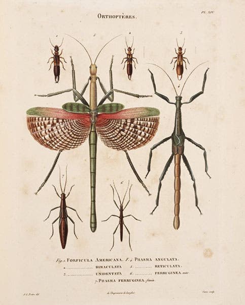 Forficula (earwigs) and Phasma (stick insects) specimens, engraved after drawings by Jean-Gabriel Pretre, in Ambroise Palisot de Beauvois, Insectes recueillis en Afrique et en Amérique, 1805 (Linda Hall Library)