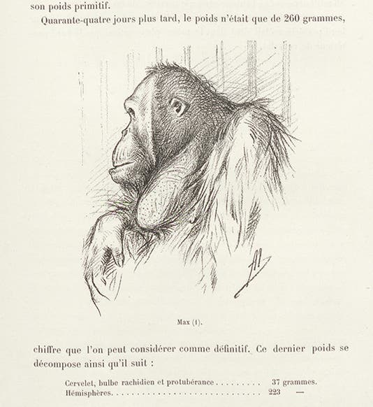 Max the orangutan, at the Paris menagerie, pencil-sketch by Alphonse Millot, in <i>Nouvelles Archives du Muséum d’Histoire Naturelle</i>, ser. 3, vol. 7, 1895 (Linda Hall Library) 