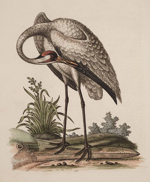 Whooping crane from  Hudson’s Bay, hand-colored etching, A Natural History of Birds, by George Edwards, vol. 3, pl. 132, 1750, University of Wisconsin-Madison Libraries (search.library.wisc.edu